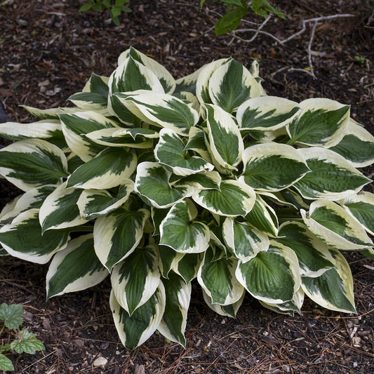 'Patriot' Hosta - Photo Courtesy of Walters Gardens, Inc.