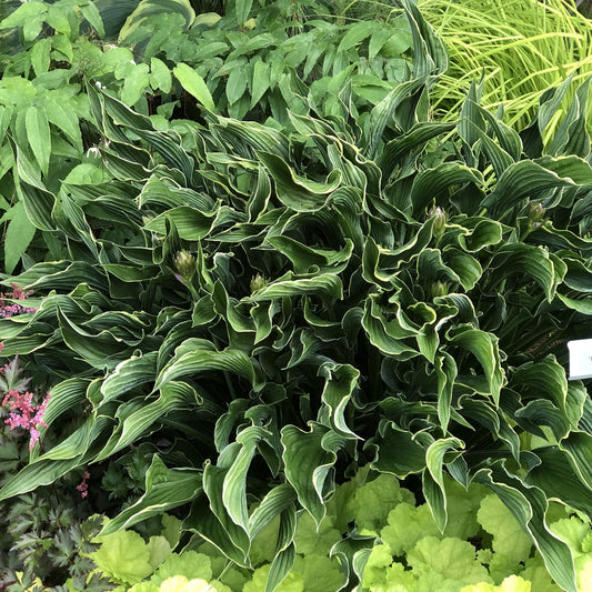 ‘Praying Hands’ Hosta features dense clumps of unique, wavy green leaves edged in creamy white - Photo Property of Garden Crossings LLC.