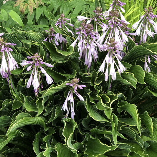 ‘Praying Hands’ Hosta features dense, wavy green leaves and clusters of light purple tubular flowers. This unique foliage hosta is a standout in a shade garden creating vibrant texture among lush greenery - Photo Property of Garden Crossings LLC.