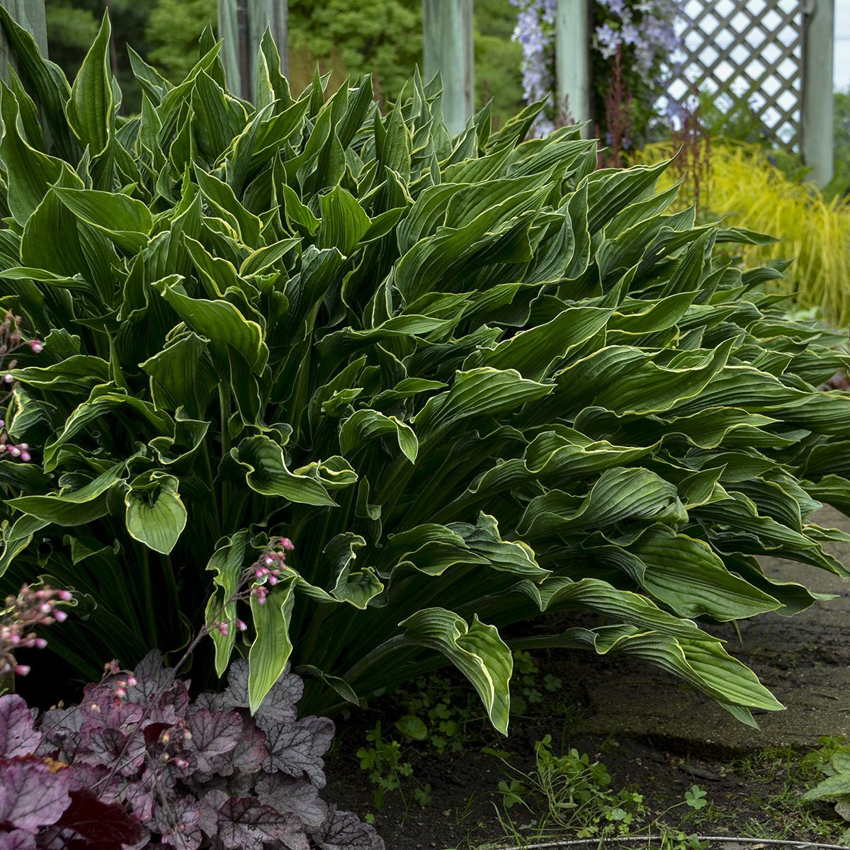 ‘Praying Hands’ Hosta features large, wavy, pointed leaves and vibrant green foliage, making it a standout shade garden plant grown beside a garden path near a trellises among other greenery - Photo Courtesy of Walters Gardens, Inc.