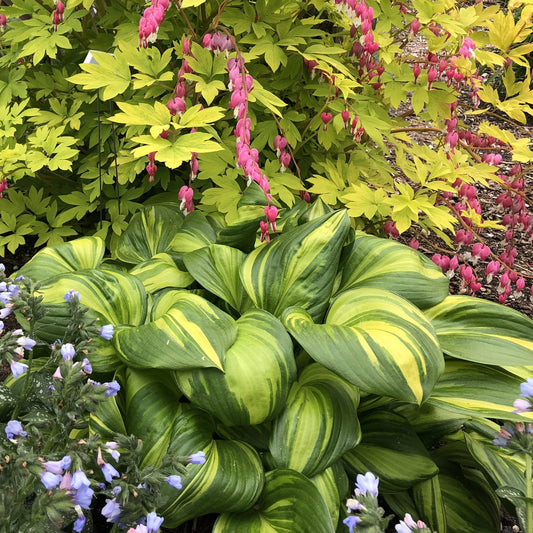'Rainbow's End' Hosta features variegated green and yellow leaves, set amid blue flowers in the foreground and pink bleeding heart perennials with yellow-green foliage in the background - Photo Property of Garden Crossings LLC.