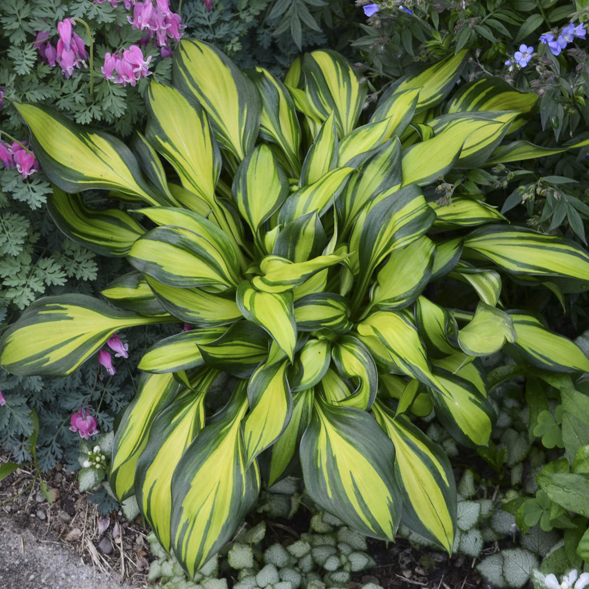 Top-down view of 'Rainbow's End' Hosta with long, pointed leaves featuring bright yellow centers and dark green edges, complemented by pink and purple flowers for a vibrant garden display - Photo Courtesy of Walters Gardens, Inc.