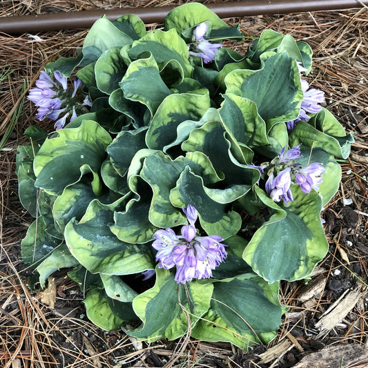The 'School Mouse' Hosta, a miniature variety with wavy green leaves and light purple flowers, thrives among pine needles and soil - Photo Property of Garden Crossings LLC.