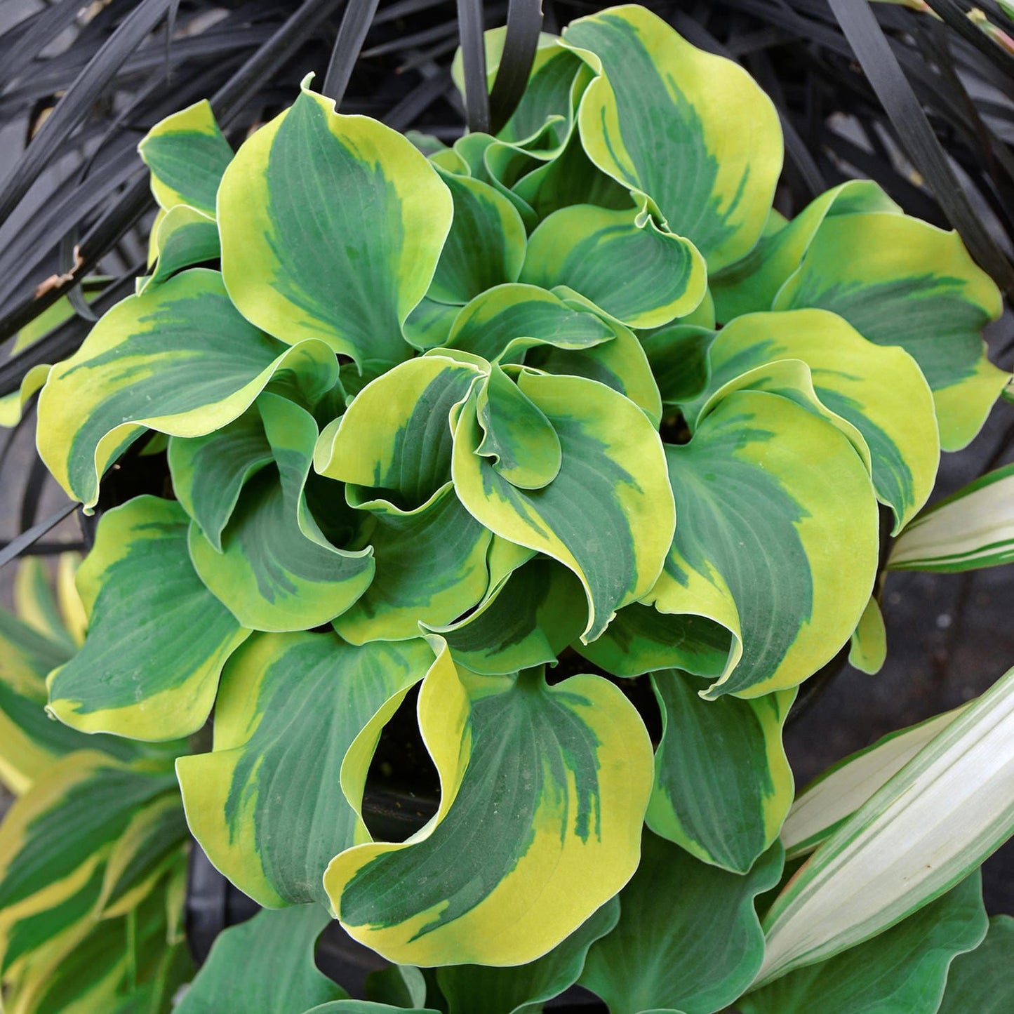 Close-up of ‘School Mouse’ Hosta forms a lush border with its green, wavy leaves edged in bright yellow, while darker, slender leaves provide contrast in the background around this miniature hosta - Photo Courtesy of Walters Gardens, Inc.