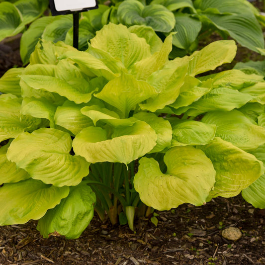 Seasons in the Sun' Hosta - Photo Courtesy of Walters Gardens, Inc.