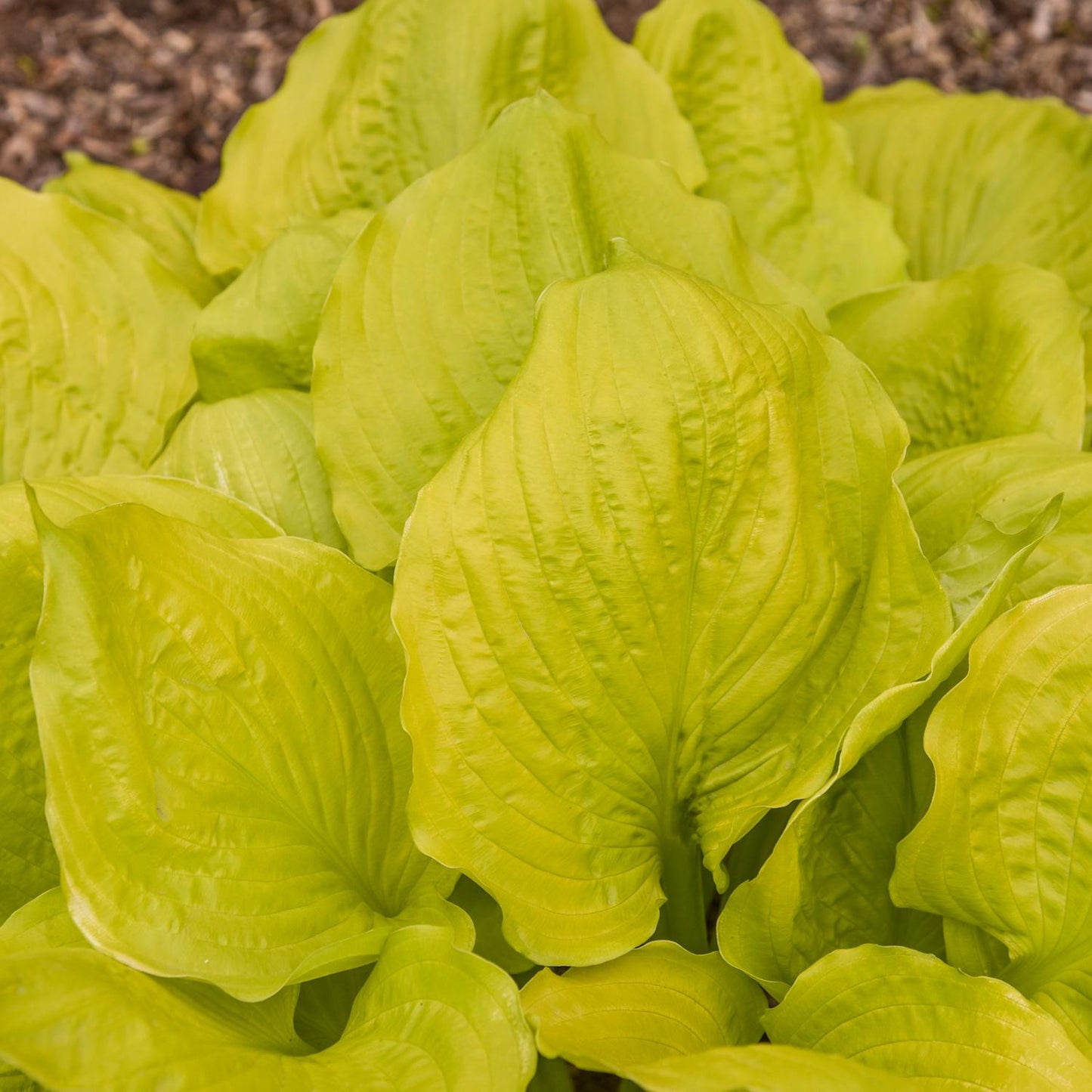 A close-up of several large, bright green 'Seasons in the Sun' Hosta leaves with prominent veins, growing densely in a garden - Photo Courtesy of Walters Gardens, Inc.