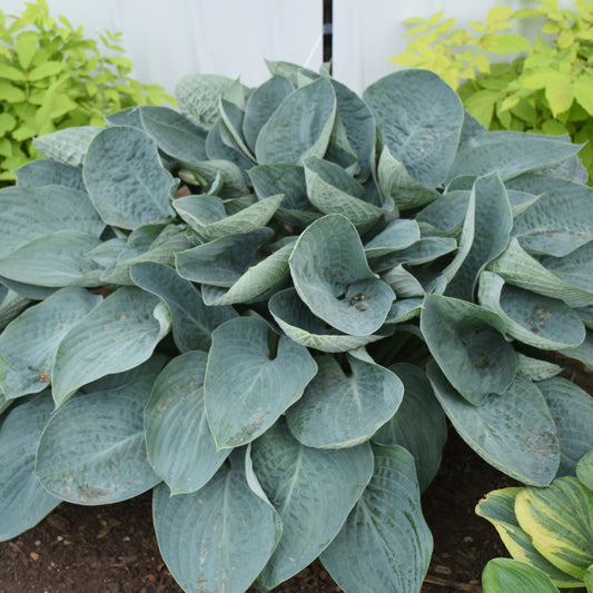 Shadowland® 'Above the Clouds' Hosta - Photo Courtesy of Proven Winners, Inc.