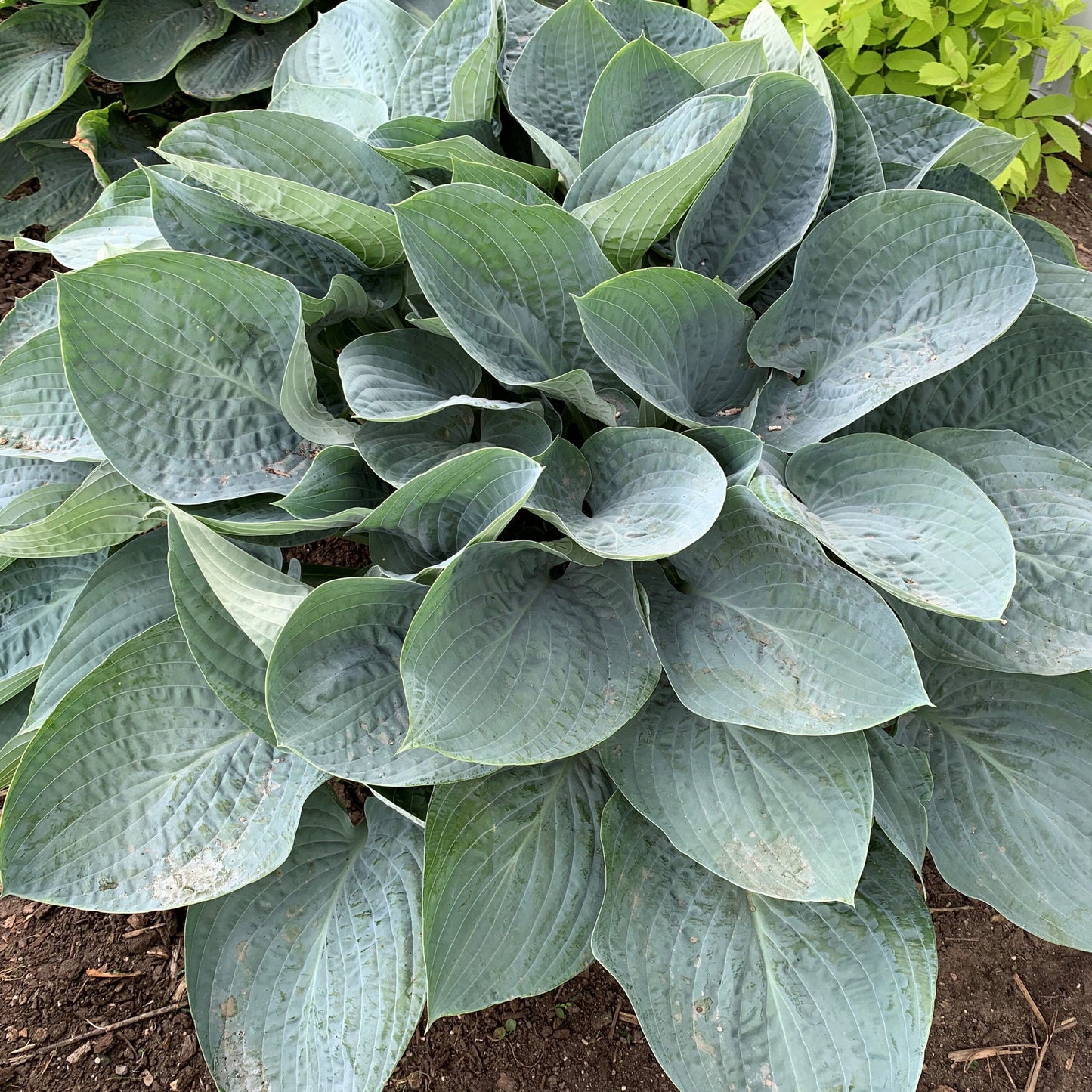 Shadowland® 'Above the Clouds' Hosta is a large shade garden plant with broad, dense blue-green leaves - Photo Courtesy of Proven Winners, Inc.