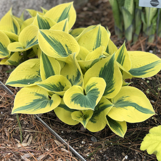 Shadowland® 'Autumn Frost' Hosta - Photo Property of Garden Crossings LLC