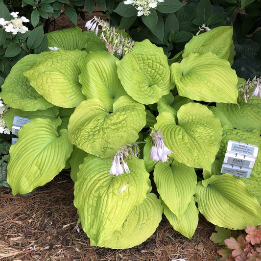 Shadowland® 'Coast To Coast' Hosta features large, bright green, textured leaves and pale purple flowers on stalks. Several ID labels are tucked among the foliage with pine needles covering the ground - Photo Property of Garden Crossings LLC.