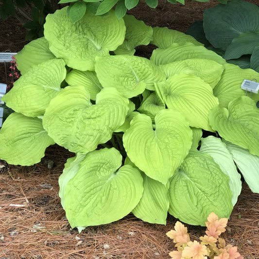 Shadowland® 'Coast To Coast' Hosta features large, bright green leaves with deep veins that grow in clusters, offering an attractive choice for shade gardens among other lush foliage - Photo Property of Garden Crossings LLC.