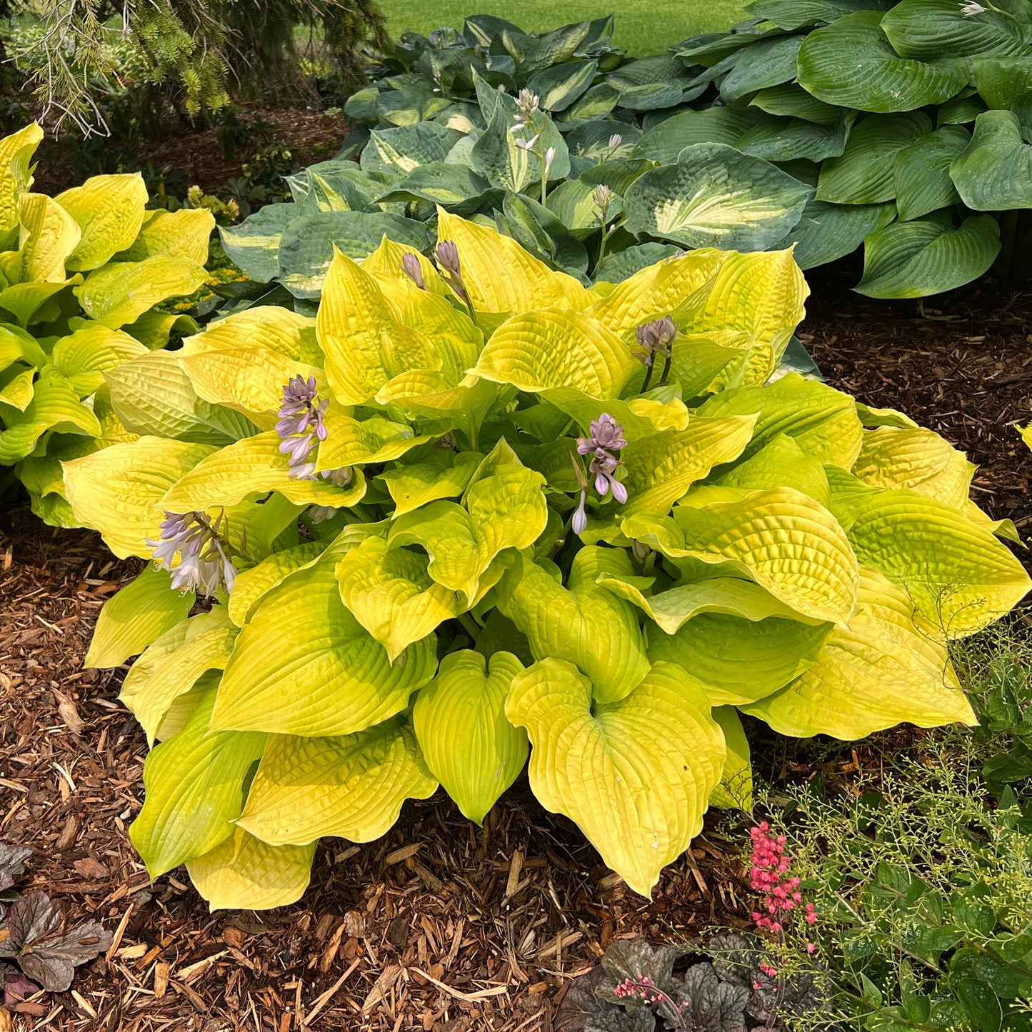 Shadowland® 'Coast To Coast' Hosta is a large, slug-resistant variety with bright yellow-green leaves and tall, light purple flower stalks that thrives in a mulched shade garden among other lush hostas - Photo Property of Garden Crossings LLC.