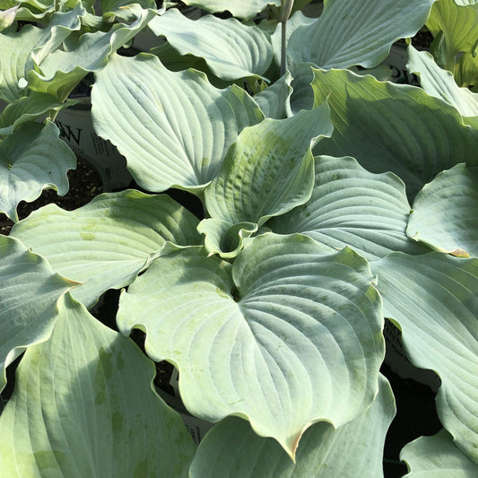 Shadowland® 'Diamond Lake' Hosta - Photo Property of Garden Crossings LLC