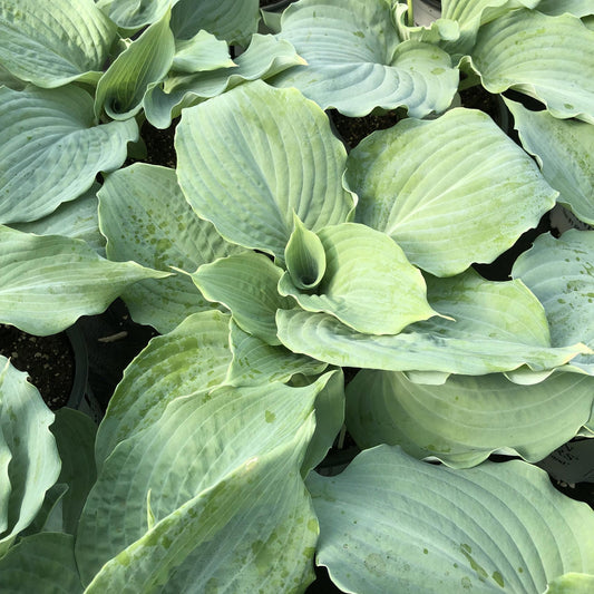 Shadowland® 'Diamond Lake' Hosta - Photo Property of Garden Crossings LLC