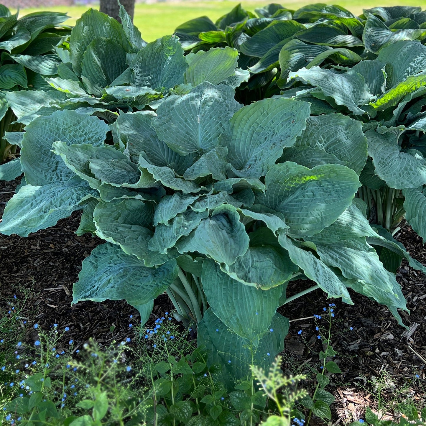 Shadowland® 'Diamond Lake' Hosta features large, textured green-blue leaves in a garden bed with mulch and accents of small blue wildflowers at its base - Photo Property of Garden Crossings LLC.