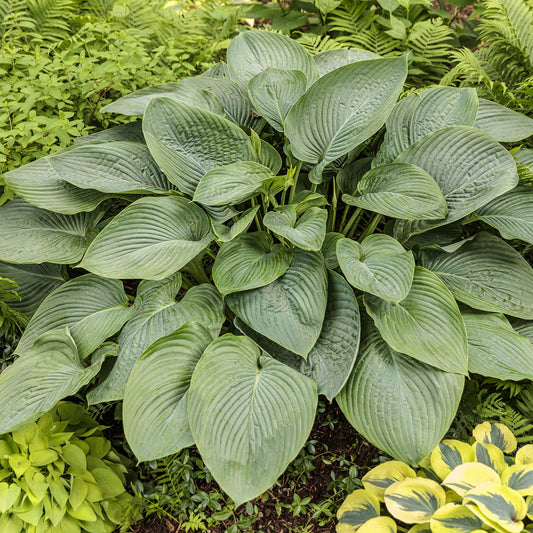 Shadowland® 'Empress Wu' Hosta, a large hosta with broad, ribbed green leaves, stands among other leafy plants and ferns in a lush shade garden - Photo Courtesy of Walters Gardens, Inc.