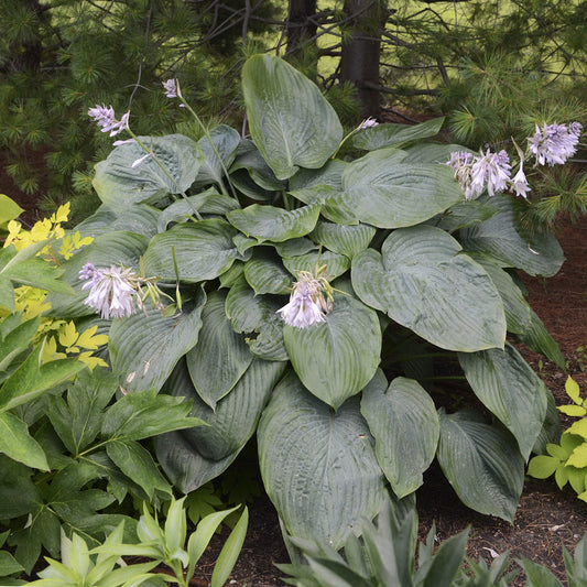 Shadowland® 'Empress Wu' Hosta impresses with its giant, textured leaves and pale purple flowers, thriving in shade gardens among leafy plants and pine needles for a stunning landscape accent - Photo Courtesy of Walters Gardens, Inc.