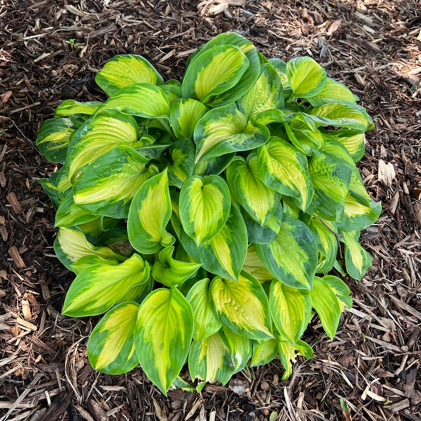 Top-down view of Shadowland® 'Etched Glass' Hostawith green and yellow variegated leaves that stand out beautifully against brown wood mulch - Photo Property of Garden Crossings LLC.