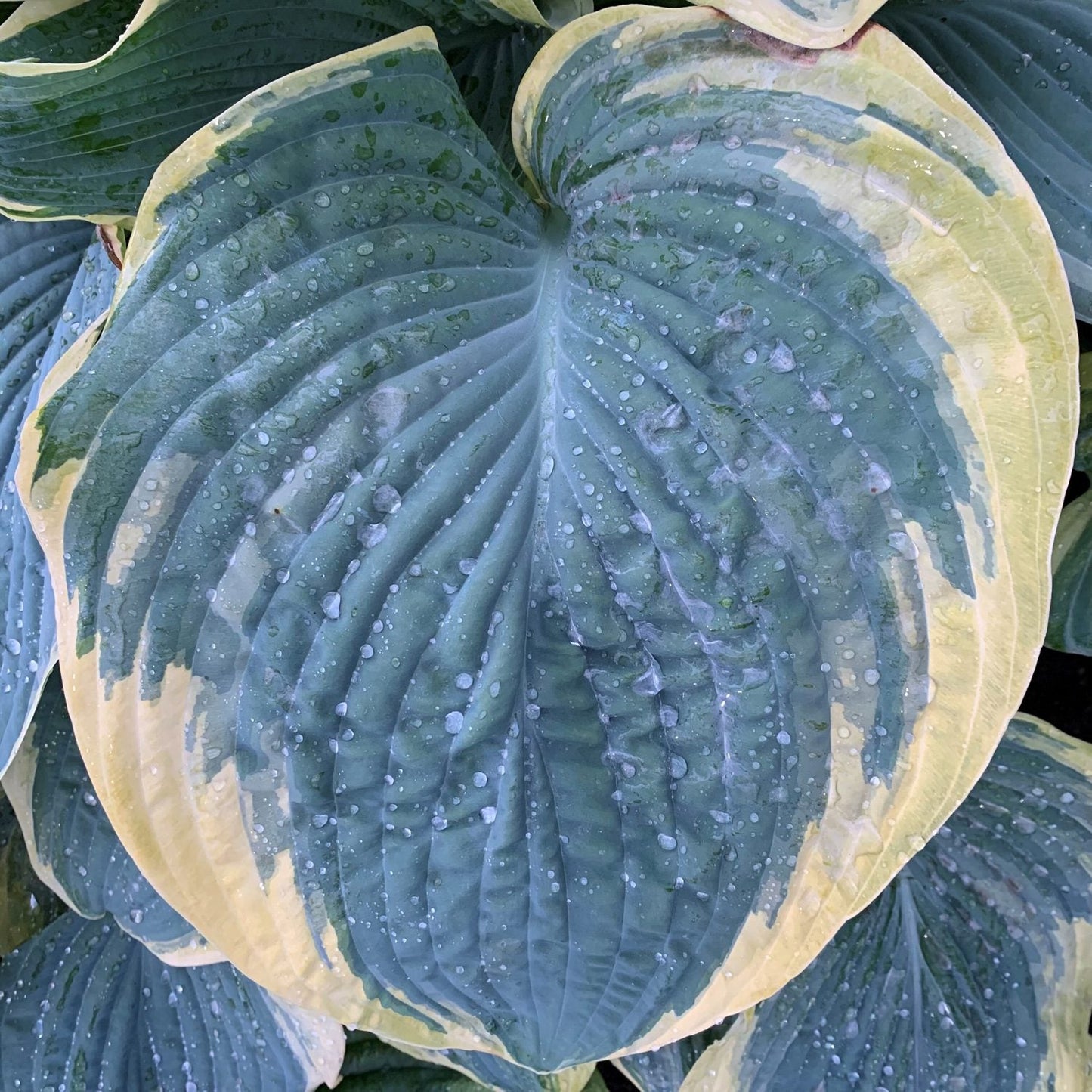A close-up of Shadowland® 'Gigantosaurus' Hosta shows its heart-shaped leaves with creamy yellow edges and prominent veins, covered in water droplets - Photo Courtesy of Walters Gardens, Inc.