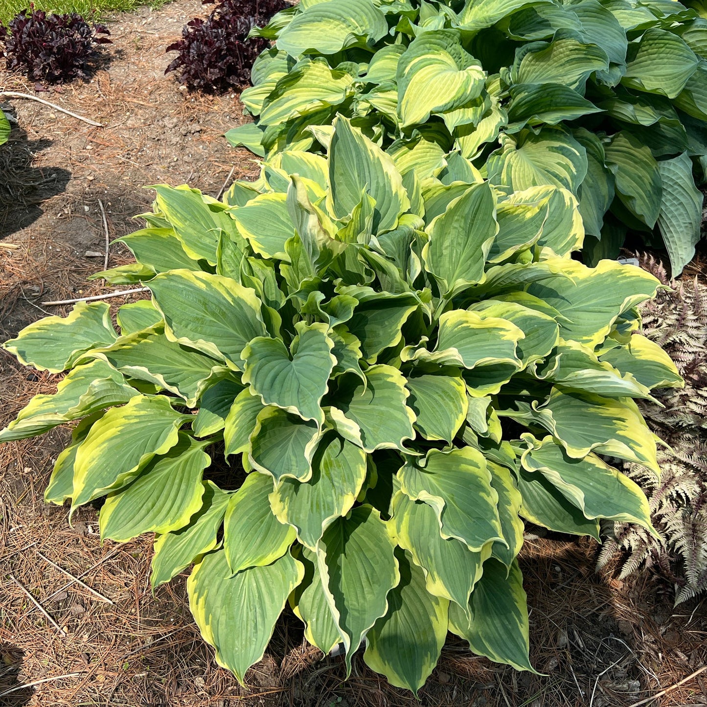 Shadowland® 'Hope Springs Eternal' Hosta is a lush shade perennial with broad, rippled green leaves edged in yellow, thriving in pine straw-mulched beds. Similar leafy plants appear in the background - Photo Property of Garden Crossings LLC.