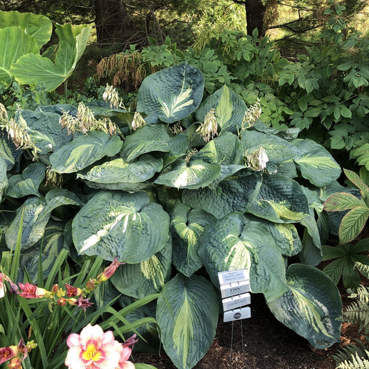 Shadowland® 'Hudson Bay' Hosta features large, textured green leaves and pale, drooping flowers in a shaded garden bed with pink daylilies. A plant label with information sits in front of this shade-loving perennial - Photo Property of Garden Crossings LLC.