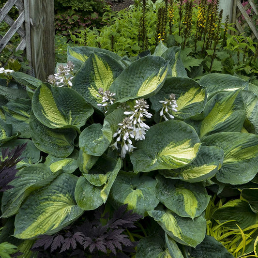 Shadowland® 'Hudson Bay' Hosta features large, variegated green and yellow leaves and tall stalks of pale purple flowers, making it a standout accent for shade gardens - Photo Courtesy of Walters Gardens, Inc.