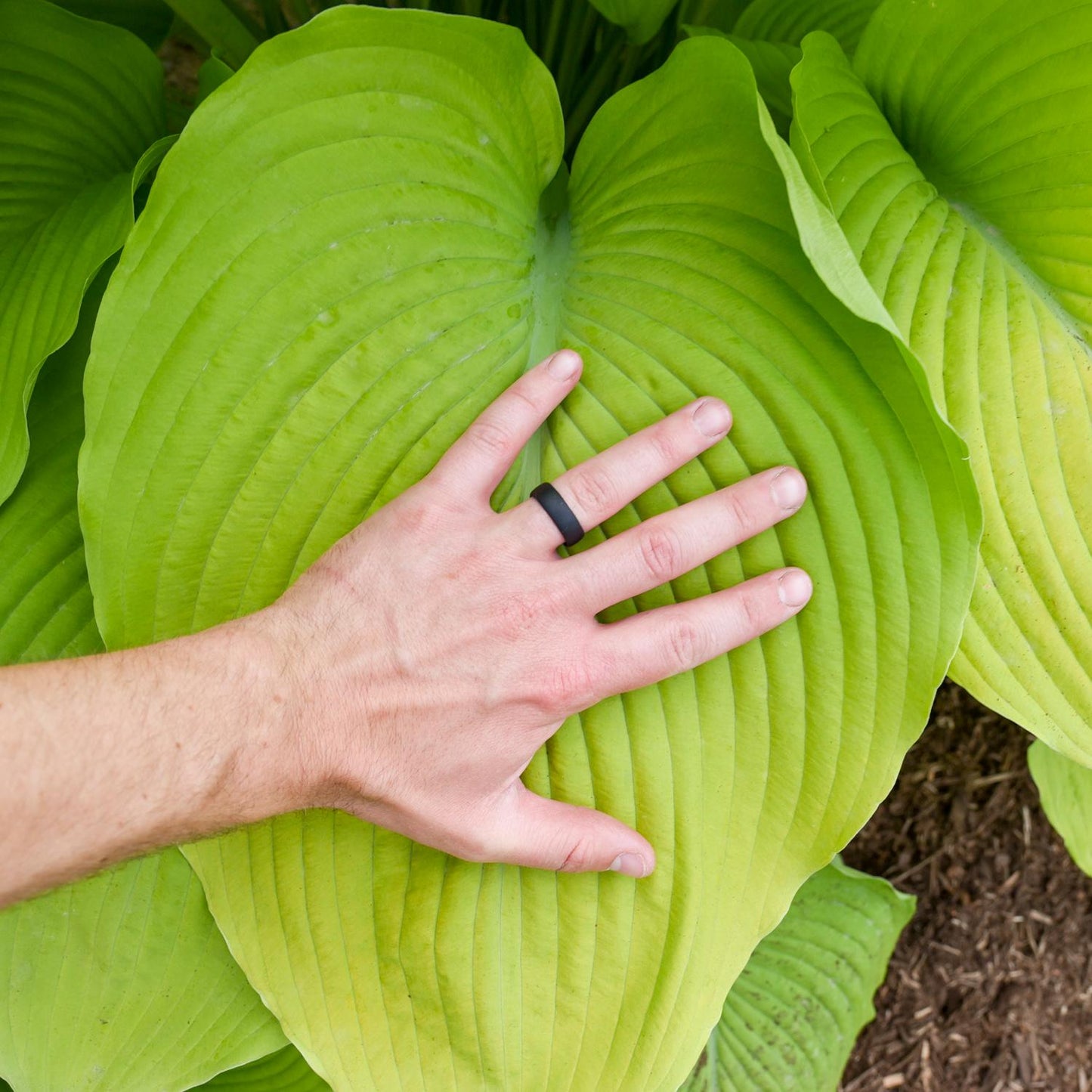 A person's hand wearing a black ring rests on the large, deeply veined leaf of Shadowland® 'Humungosaurus' Hosta, surrounded by lush shade perennials in a garden - Photo Courtesy of Walters Gardens, Inc.