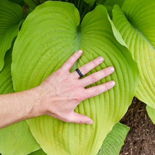 A person's hand wearing a black ring rests on the large, deeply veined leaf of Shadowland® 'Humungosaurus' Hosta, surrounded by lush shade perennials in a garden - Photo Courtesy of Walters Gardens, Inc.