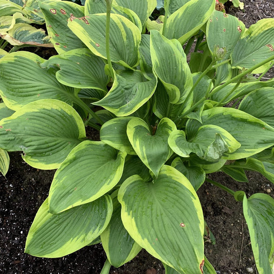 Top-down view of Shadowland® 'Lone Star' Hosta features large green leaves with yellow edges, some brown spots, and pronounced veins - Photo Courtesy of Walters Gardens, Inc.