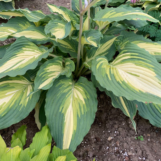 Shadowland® 'Love Story' Hosta is a large variegated perennial with broad green leaves striped in creamy yellow and pale green - Photo Courtesy of Proven Winners, Inc.