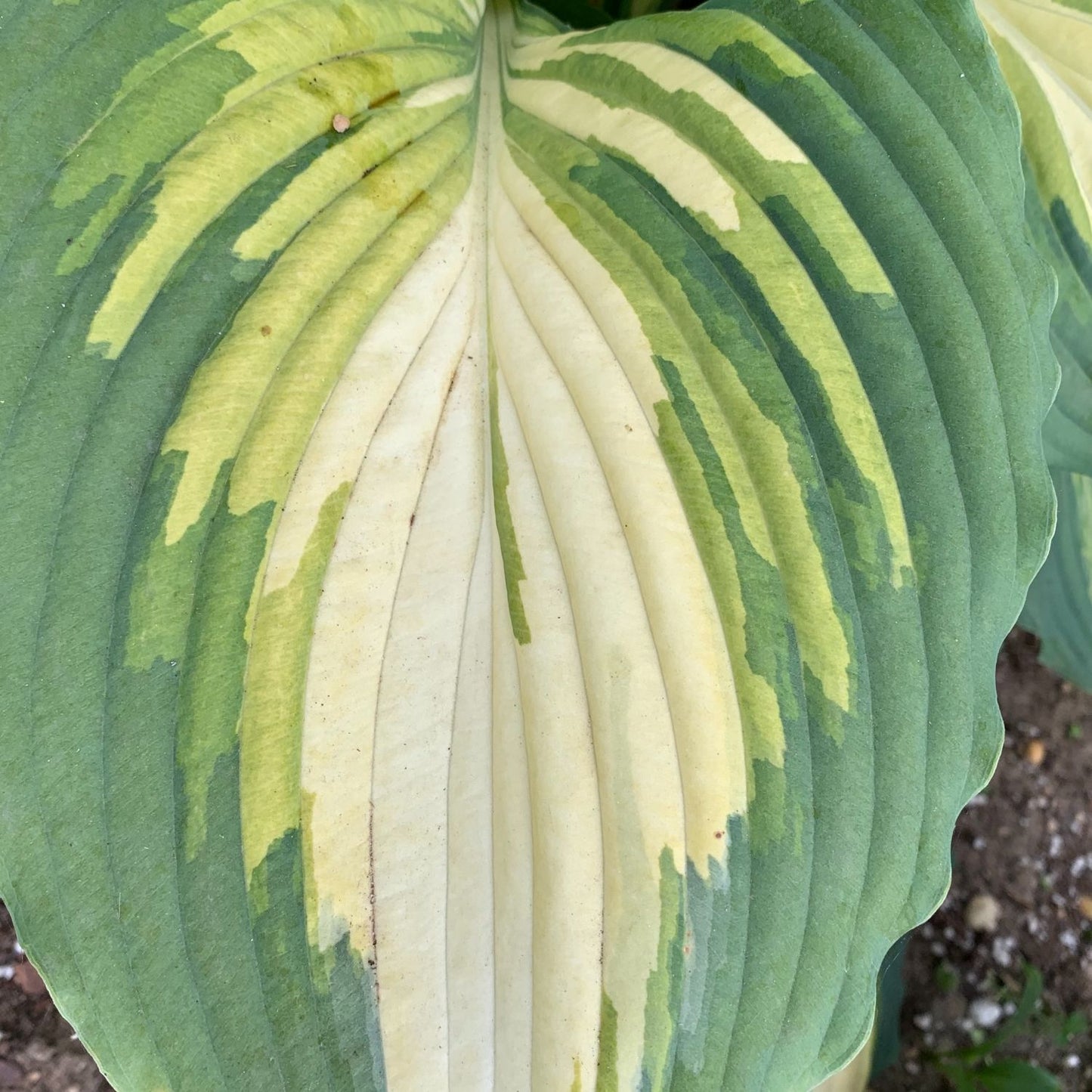 A close-up of Shadowland® 'Love Story' Hosta shows its large, textured leaf with striking green, yellow, and cream variegation - Photo Courtesy of Proven Winners, Inc.