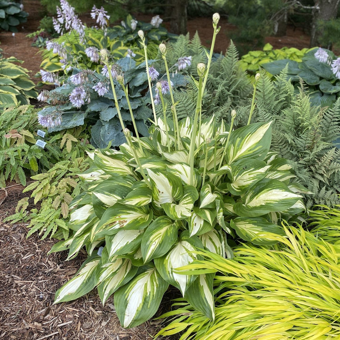 A garden bed with shade plants, featuring Shadowland® 'Miss America' Hosta—green and white variegated leaves, tall flower stalks—surrounded by ferns, ornamental grass, and purple-flowering shade plants - Photo Property of Garden Crossings LLC.
