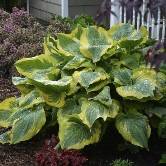 Shadowland® 'Seducer' Hosta, a large shade perennial with broad green and yellow variegated leaves, grows in a garden bed near other plants and a white porch railing - Photo Courtesy of Walters Gardens, Inc.