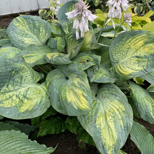 Shadowland® 'Sound of Music' Hosta features large, broad leaves with yellow centers and wavy edges. Topped by clusters of pale lavender, bell-shaped flowers, this variegated hosta makes a striking addition to any shade garden - Photo Courtesy of Walters Gardens, Inc.