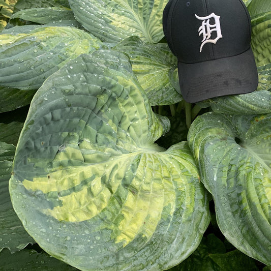 A black baseball cap with a white D logo rests on large, green Shadowland® 'Sound of Music' Hosta leaves covered in water droplets - Photo Courtesy of Walters Gardens, Inc.