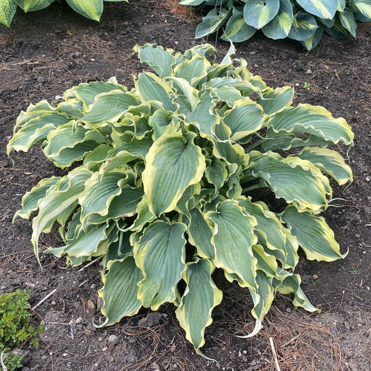 Shadowland® 'Voices in the Wind' Hosta features broad, wavy green leaves with creamy yellow edges in a shady garden with soil and pine needles - Photo Property of Garden Crossings LLC.