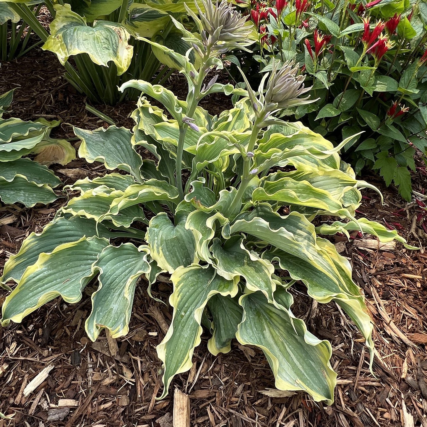 Top-down view of Shadowland® 'Voices in the Wind' Hosta in shady a garden with large, wavy green leaves edged in yellow and tall flower stalks that stand out among mulched beds - Photo Property of Garden Crossings LLC.
