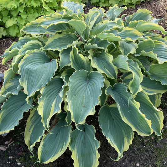 Shadowland® 'Voices in the Wind' Hosta is a large perennial with broad green leaves and wavy yellow edges - Photo Courtesy of Proven Winners, Inc.