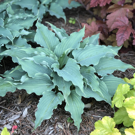 A close-up of Shadowland® 'Waterslide' Hosta, a shade perennial with wavy, ribbed blue-green leaves, growing in a mulched garden bed among plants with yellow and reddish foliage - Photo Property of Garden Crossings LLC.