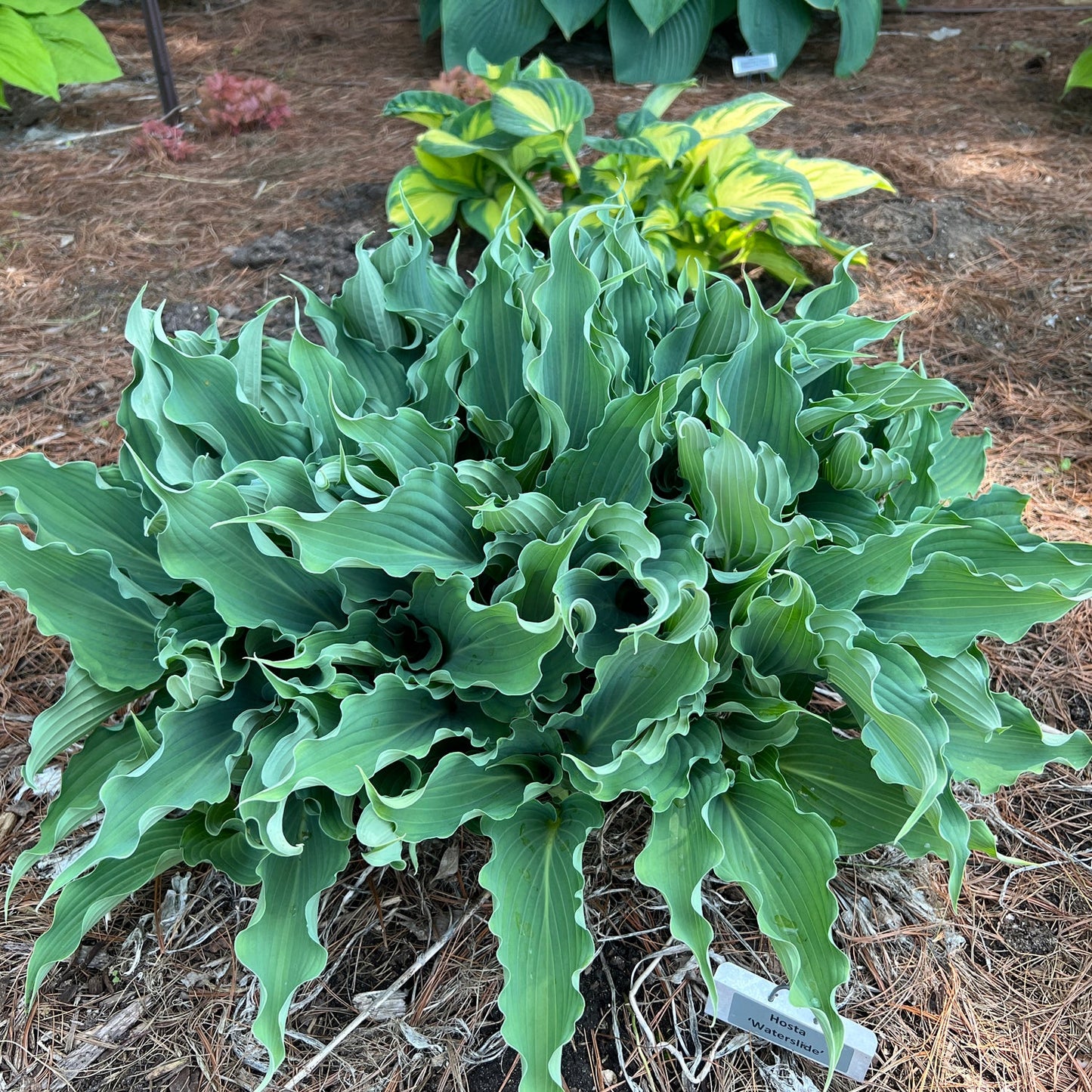 A lush Shadowland® 'Waterslide' Hosta, featuring long blue ruffled leaves, grows in a pine needle-covered garden bed. In the background, a smaller green hosta adds contrast to this vibrant shade perennial display - Photo Property of Garden Crossings LLC.