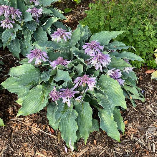 Top-down view of the Shadowland® 'Waterslide' Hosta features broad, blue ruffled leaves and pale purple flowers on tall stems - Photo Property of Garden Crossings LLC.