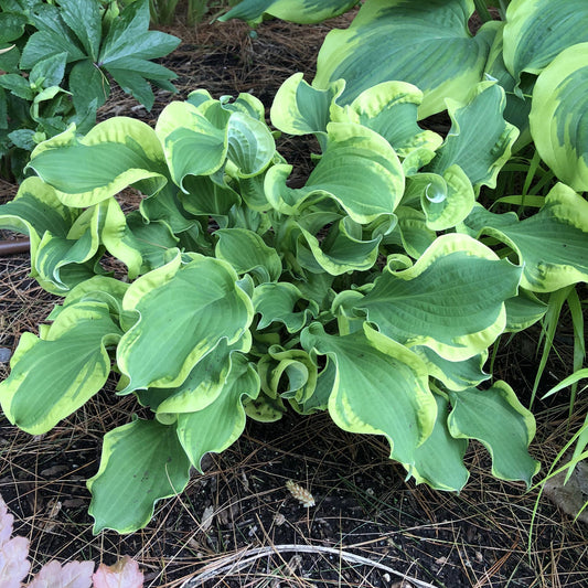 Shadowland® 'Wheee!' Hosta is a ruffled shade perennial with variegated leaves—light green edges and dark green centers - Photo Property of Garden Crossings LLC.