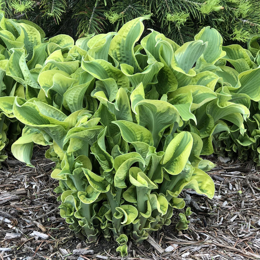 Cluster of green ruffled hostas, including Shadowland® 'Wheee!' Hosta with its tightly curled leaves, growing in mulched soil against a backdrop of evergreen shrubs - Photo Property of Garden Crossings LLC.
