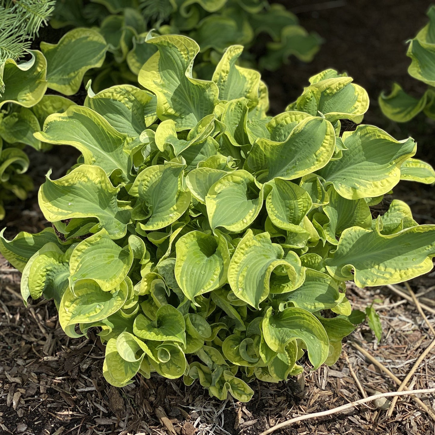 Shadowland® 'Wheee!' Hosta features ruffled, crinkled green leaves with wavy yellow edges and thrives in mulched garden beds with sun, making it a striking shade perennial - Photo Property of Garden Crossings LLC.