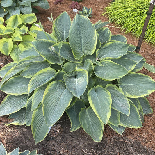 A large Shadowland® 'Wu-La-La' Hosta is a giant shade perennial with broad blue-green leaves edged in yellow, thriving among leafy plants in a garden bed mulched with pine straw - Photo Property of Garden Crossings LLC.