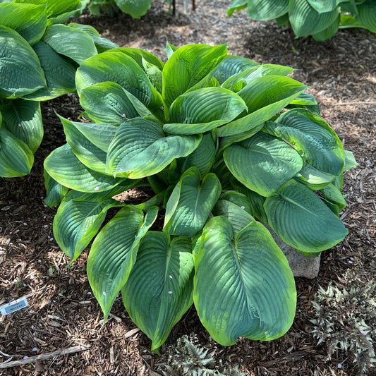 The Shadowland® 'Wu-La-La' Hosta, a giant shade perennial, features large ribbed green leaves in a mulched garden bed with surrounding greenery and dappled sunlight - Photo Property of Garden Crossings LLC.