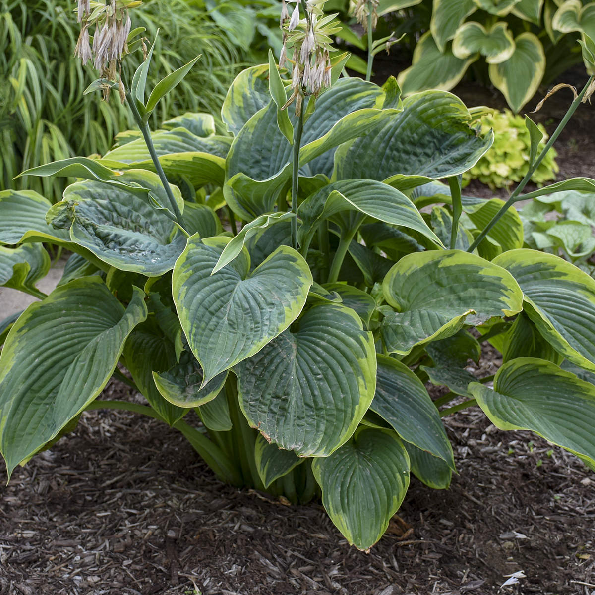 Shadowland® 'Wu-La-La' Hosta is a giant green shade perennial with broad, ribbed leaves edged in light yellow and tall flower stalks rising above its striking foliage - Photo Courtesy of Walters Gardens, Inc.