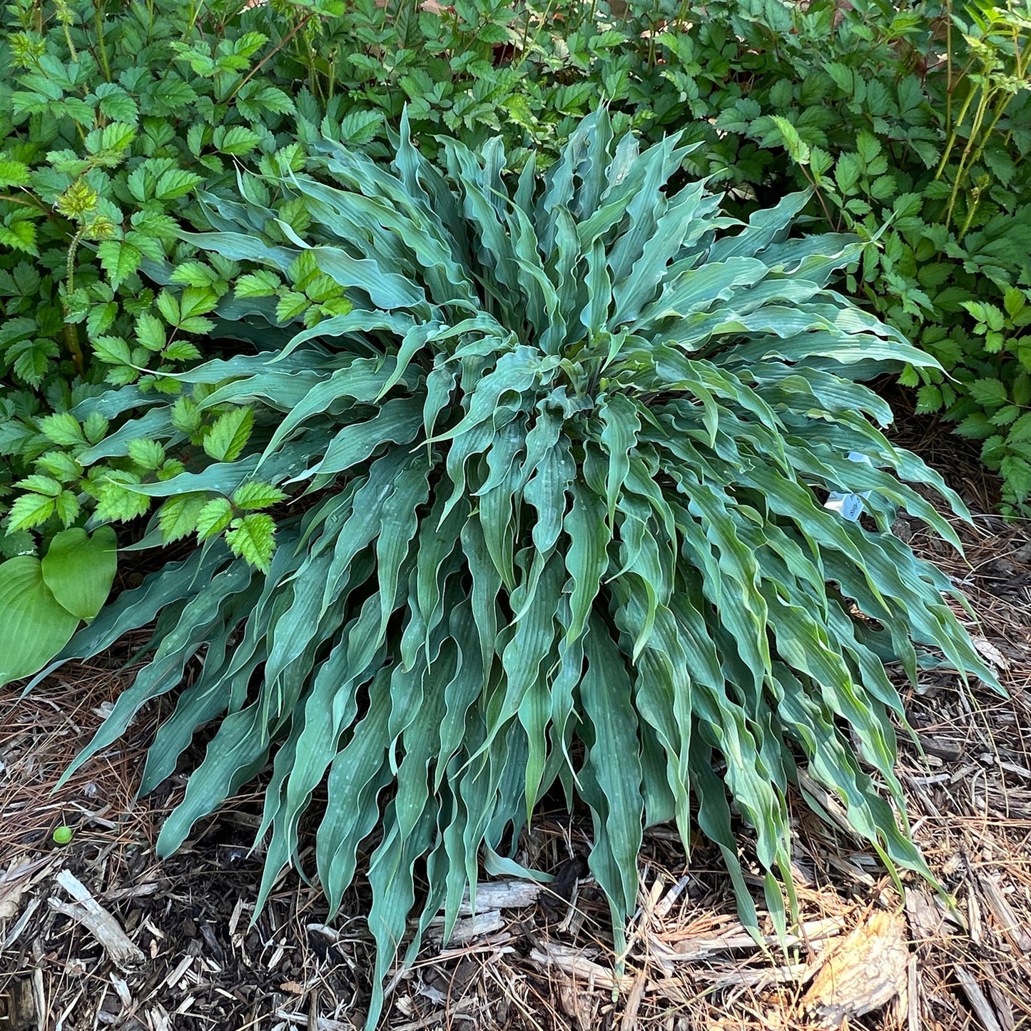 'Silly String' Hosta is a compact plant with long, narrow, wavy green leaves, growing in a garden bed with mulch and other leafy plants - Photo Property of Garden Crossings LLC.