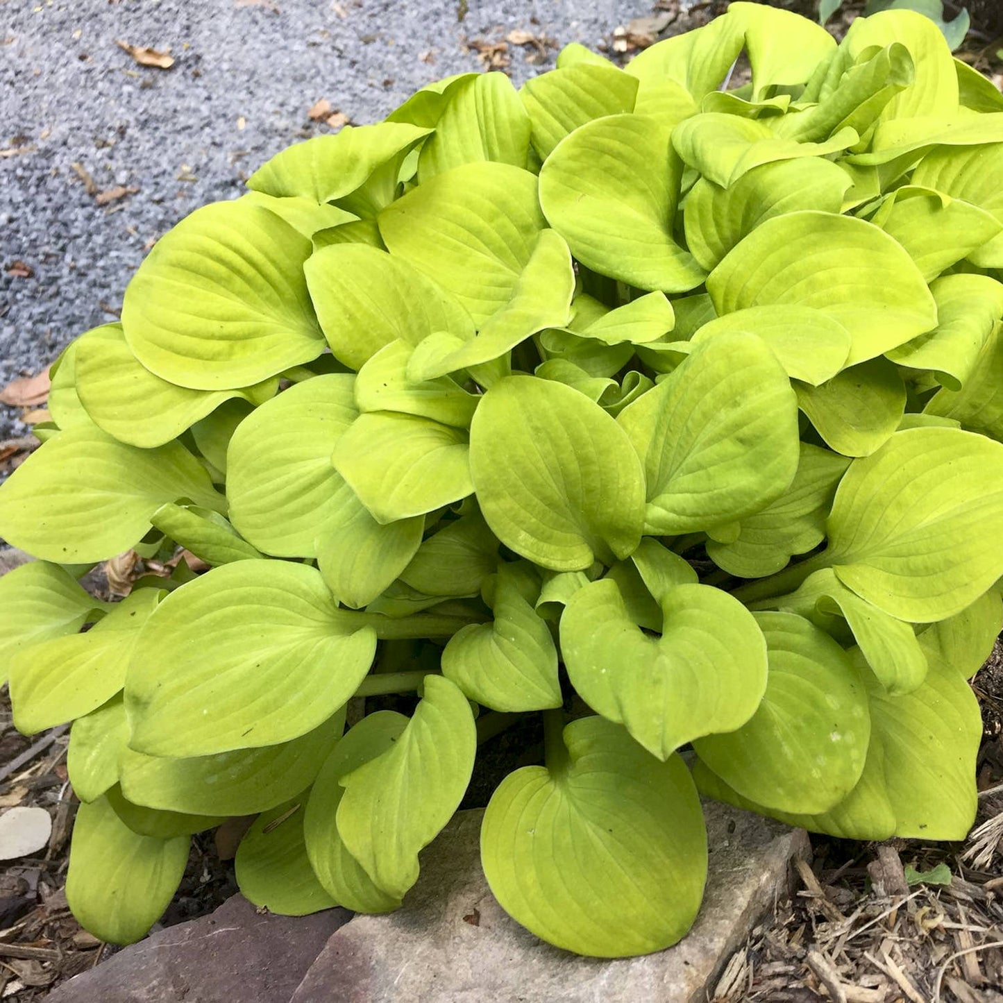 A lush clump of bright green 'Sun Mouse' Hosta, a perennial shade plant, grows in a garden bed near a stone and gravel path - Photo Courtesy of Walters Gardens, Inc.