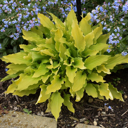 Time in A Bottle' Hosta - Photo Courtesy of Walters Gardens, Inc.